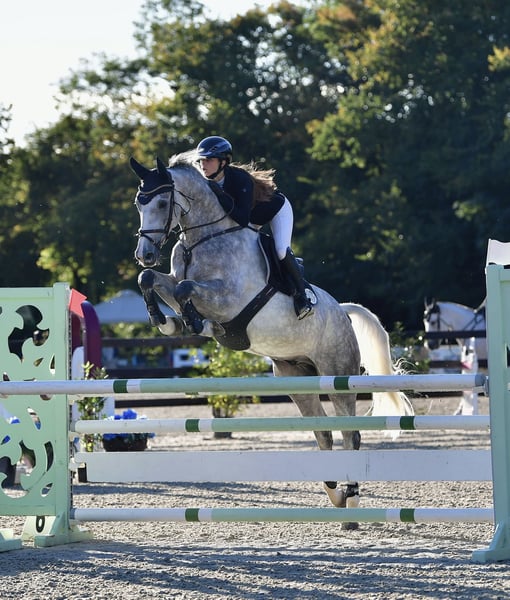 Deutsches Sportpferd, Wallach in WipperfürthWipperfürth