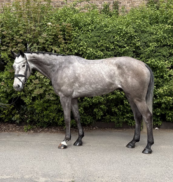 Deutsches Sportpferd, Wallach in Niederkassel