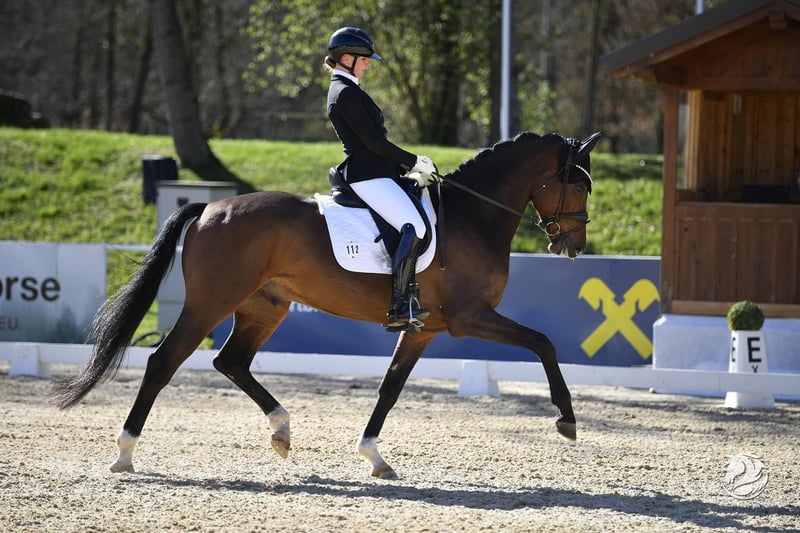 Deutsches Sportpferd, Wallach in Ostrach