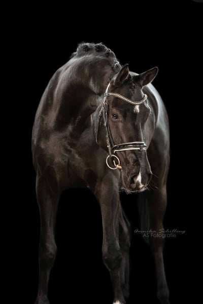 Deutsches Sportpferd, Wallach in Herrenberg