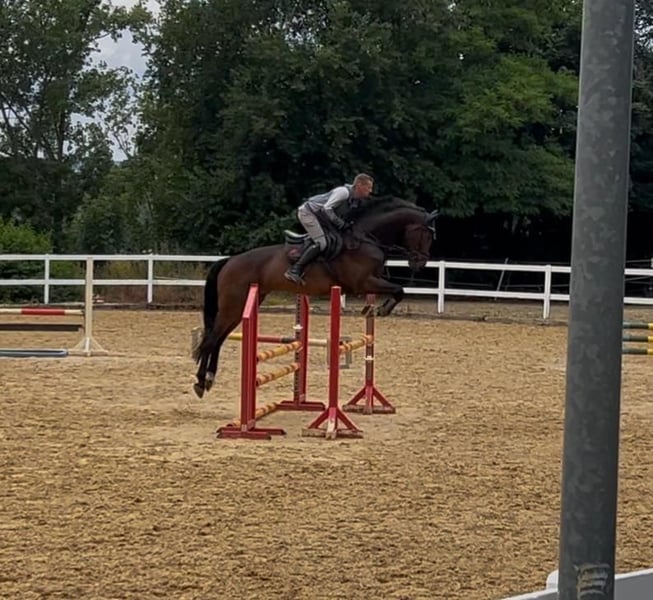 Deutsches Sportpferd, Wallach in Neustadt/Orla