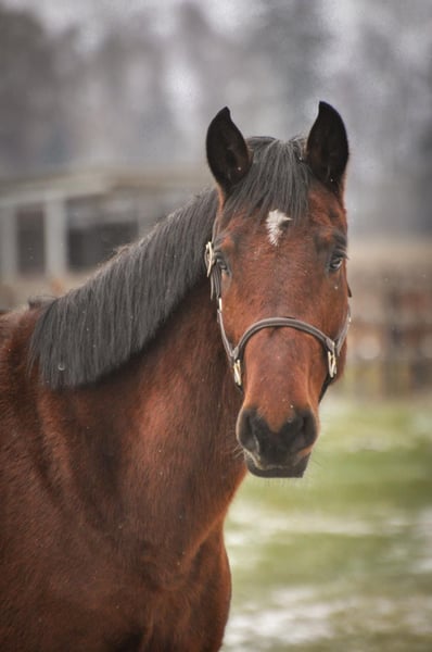 Deutsches Sportpferd, Wallach in Fraunberg