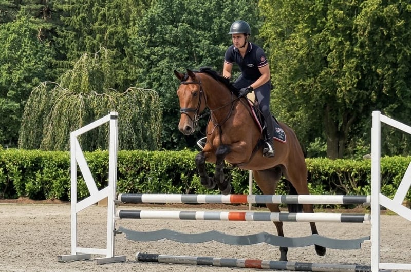 Deutsches Sportpferd, Wallach in Thuine