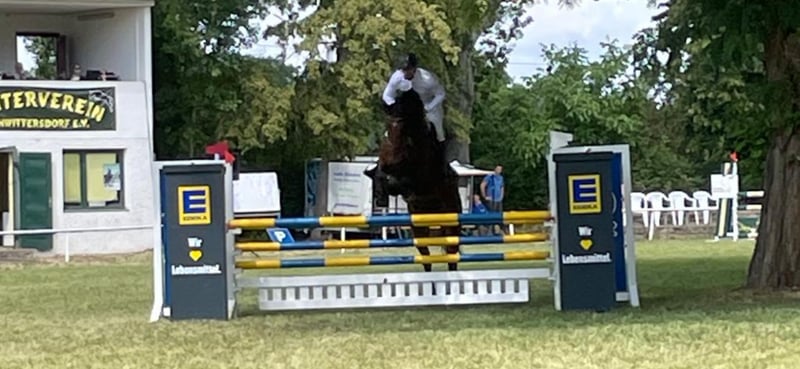 Deutsches Sportpferd, Wallach in Salzatal
