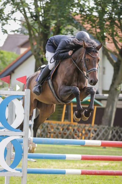 Deutsches Sportpferd, Wallach in Chemnitz