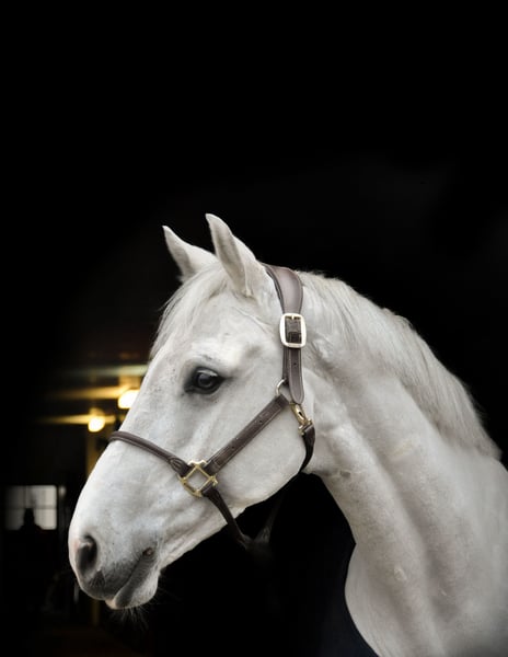 Deutsches Sportpferd, Wallach in Fraunberg