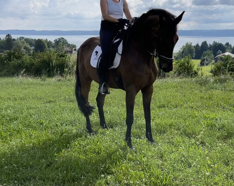 Deutsches Sportpferd, Wallach in Tutzing