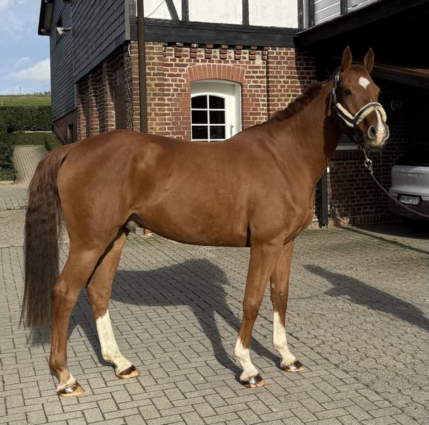 Deutsches Sportpferd, Wallach in Wipperfürth