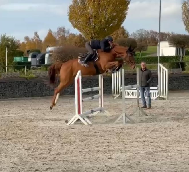 Deutsches Sportpferd, Wallach in Wipperfürth
