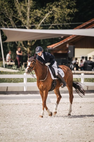 Deutsches Sportpferd, Wallach in München