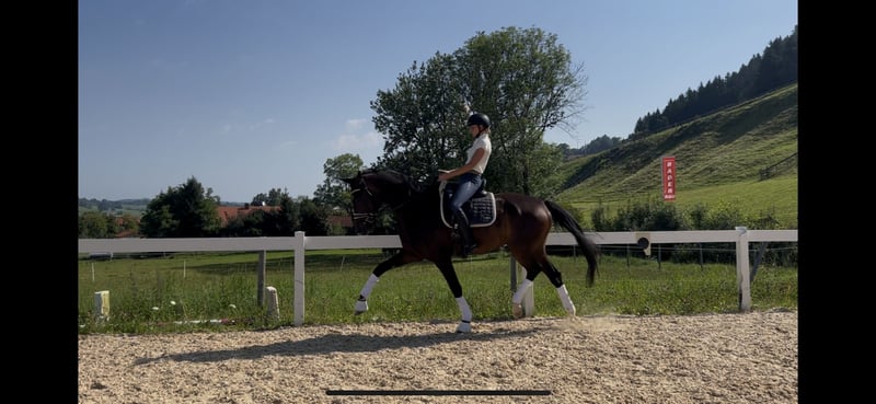 Deutsches Sportpferd, Wallach in Rettenberg