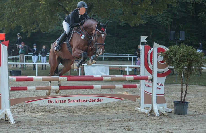 Deutsches Sportpferd Wallach 8 Jahre 169 cm Brauner in Neukirchen-Vluyn