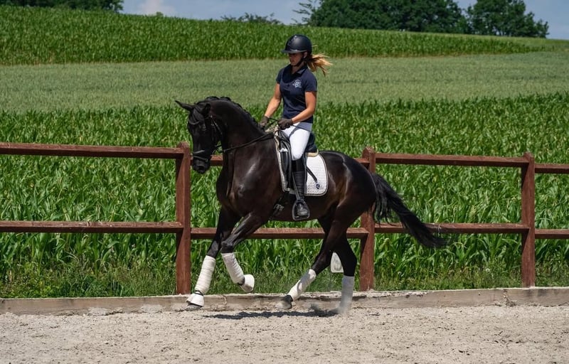 Deutsches Sportpferd, Wallach in Abstatt