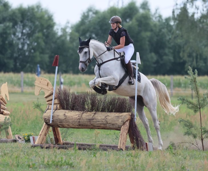 Deutsches Sportpferd, Wallach in Leipzig