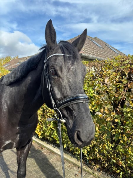 Deutsches Sportpferd, Wallach in Einbeck