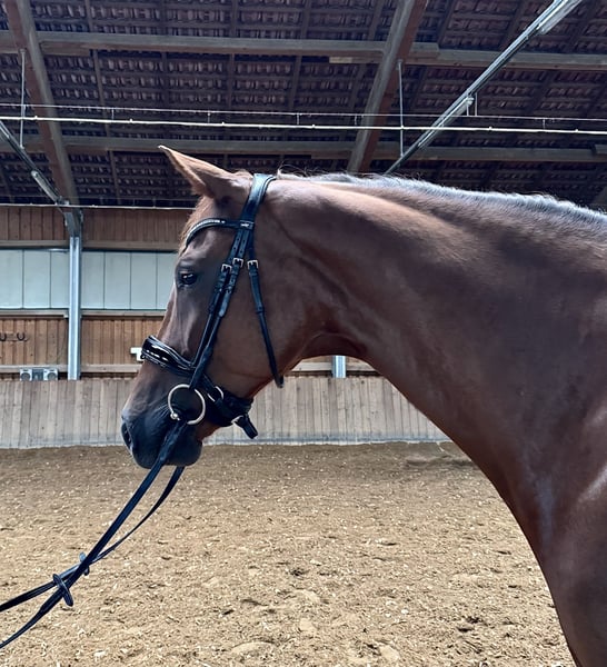 Deutsches Sportpferd, Wallach in Rudelzhausen