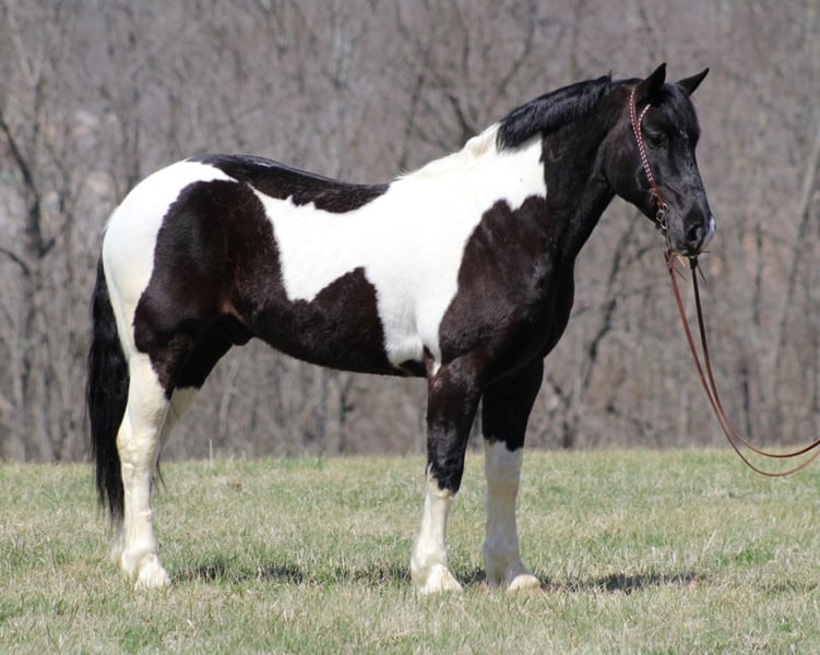 Draft Horse Gelding 7 years Tobianoallcolors in Brodhead Ky