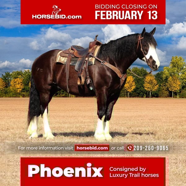 Draft Horse Mix Gelding 9 years Black in Modesto, CA