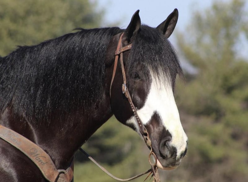 Draft Horse Mix Gelding 9 years Black in Modesto, CA