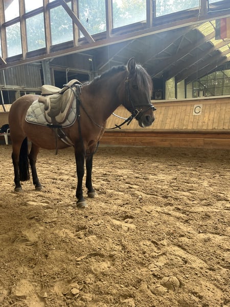 Dülmener, Stute in KasseL