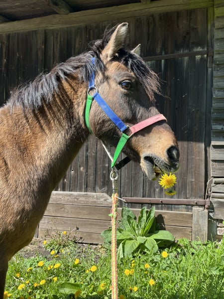 Dülmener, Stute in KasseL