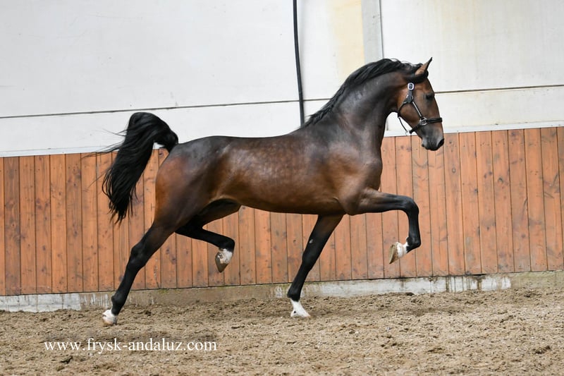 Facebook Het Tuigpaard / The Dutch Harness Horse - Brummelkamp Collection