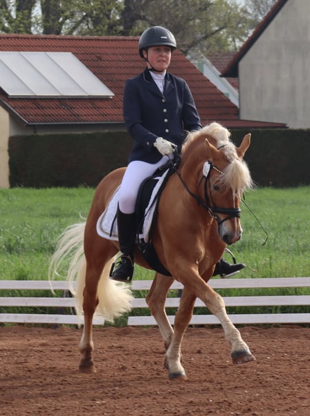 Edelbluthaflinger, Hengst in Bayreuth