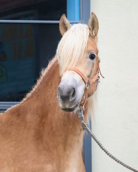 Edelbluthaflinger, Stute in Ebermannsdorf