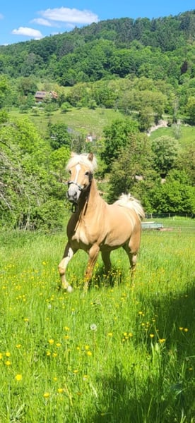 Edelbluthaflinger, Stute in Rudersberg
