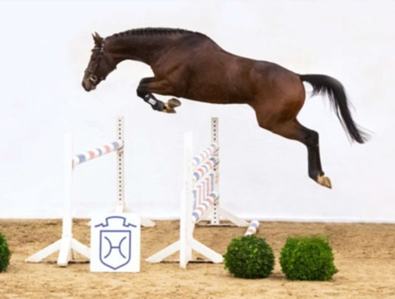 Englisches Vollblut Hengst Brauner in Graditz