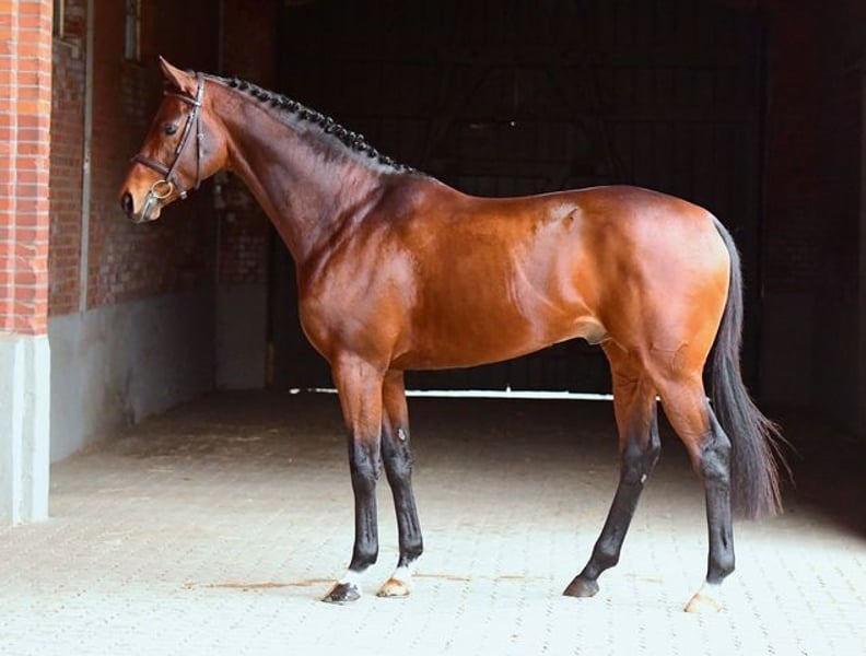 Englisches Vollblut Hengst Brauner in Graditz
