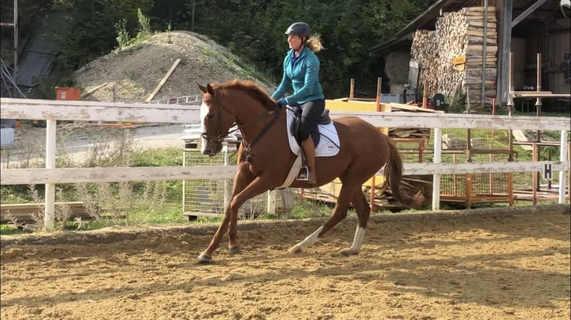 Englisches Vollblut, Stute in Seehausen am Staffelsee