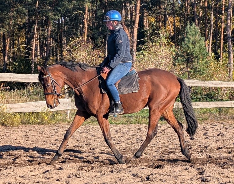 Englisches Vollblut, Wallach in Möser
