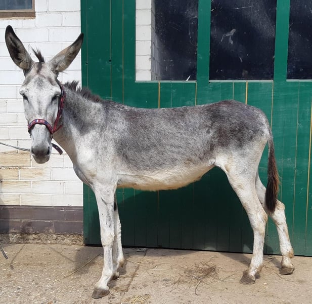 Esel, Stute in Euskirchen