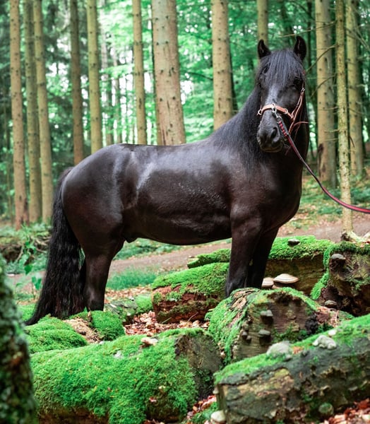 Fellpony, Wallach in Reichshof