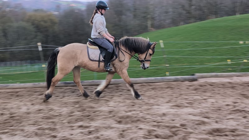 Fjordpferde, Stute in Morsbach