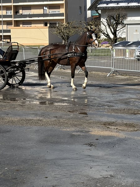 Freiberger, Stute in Rümmingen