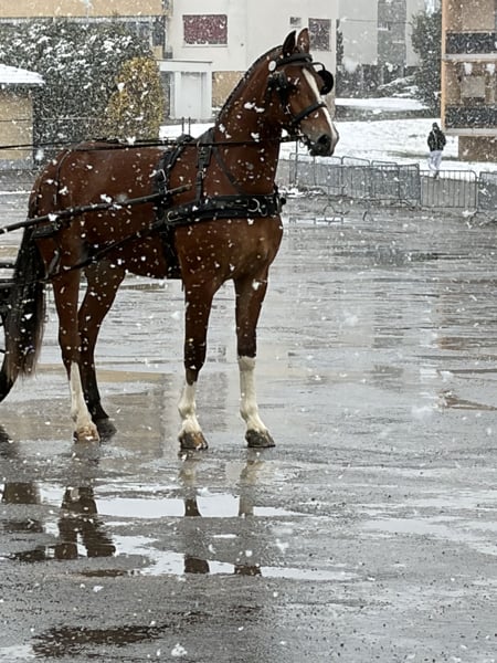 Freiberger, Stute in Rümmingen
