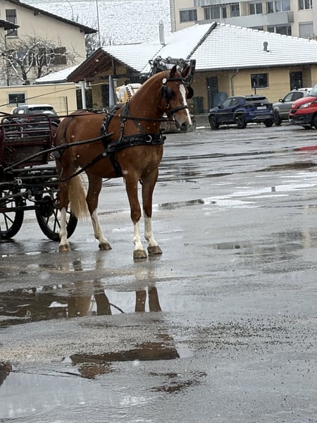 Freiberger, Stute in Rümmingen