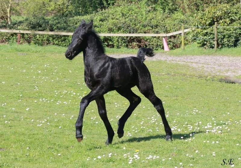 Fries paard Merrie veulen (03/2024) 165 cm Zwart in Epe