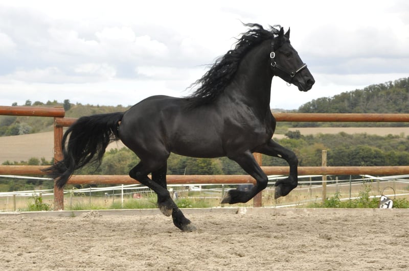 Friesen, Hengst in Ochtendung