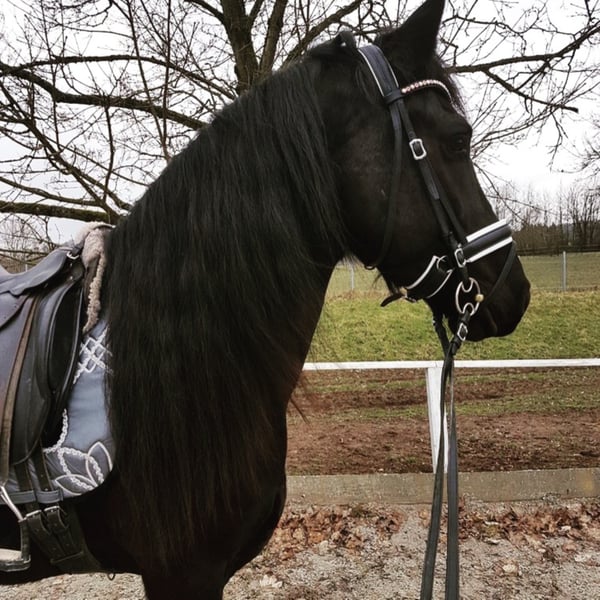 Friesen Wallach 10 Jahre 168 cm Rappe in Flußbach