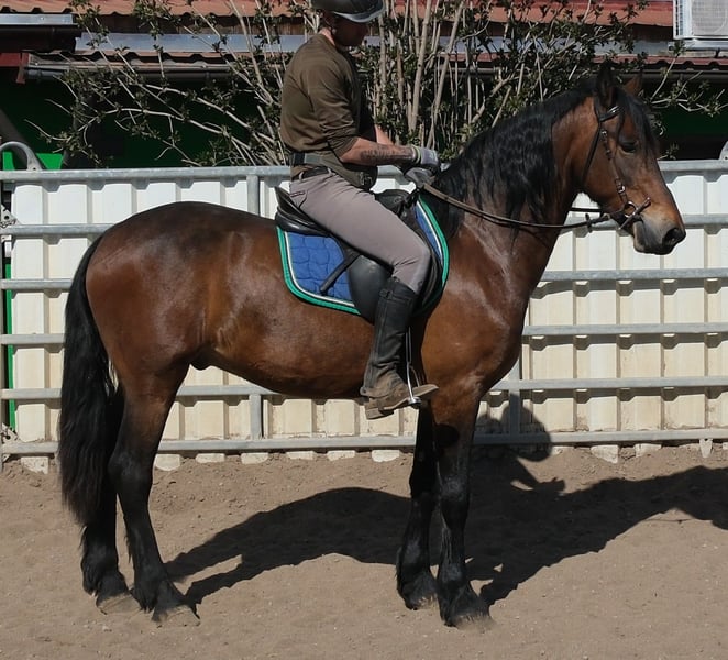 Friesen, Wallach in Buttstädt
