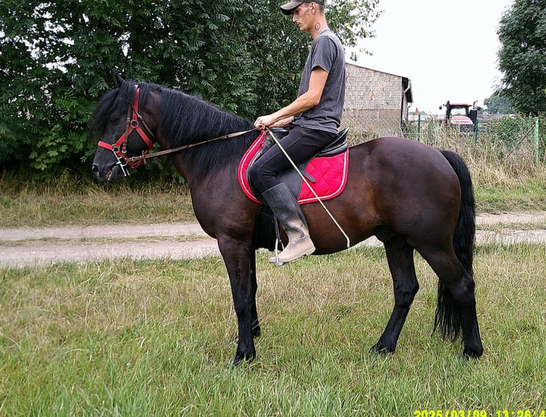 Friesen, Wallach in Buttstädt
