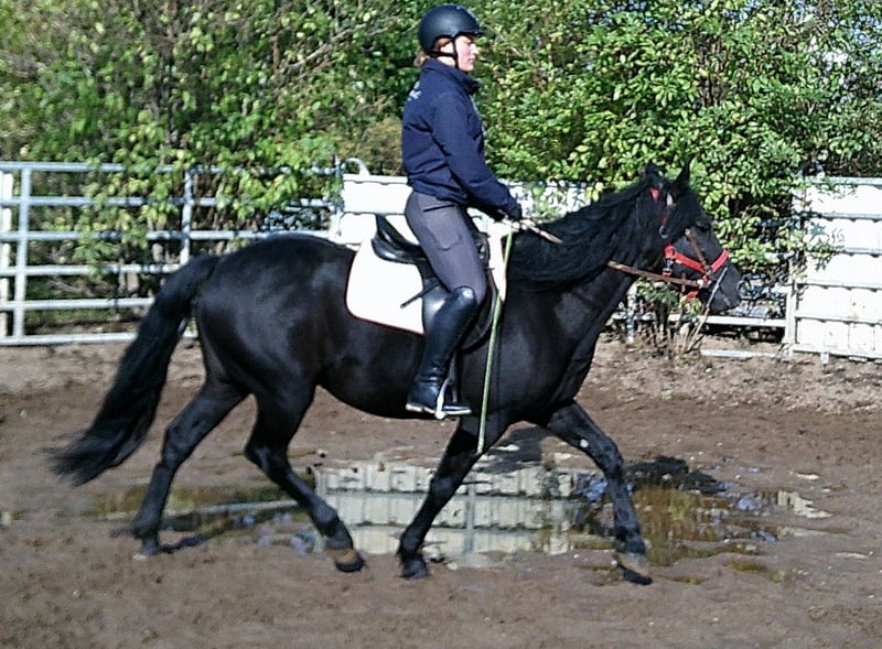 Friesen, Wallach in Ellersleben