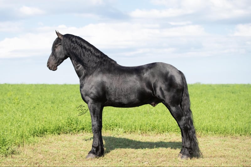Frieserhästar Valack 5 år 165 cm in FAIRBANK, IA