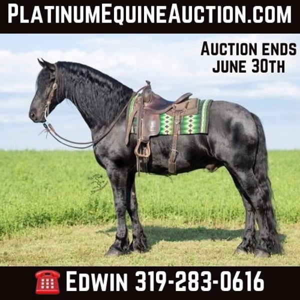 Frieserhästar Valack 5 år 165 cm in FAIRBANK, IA