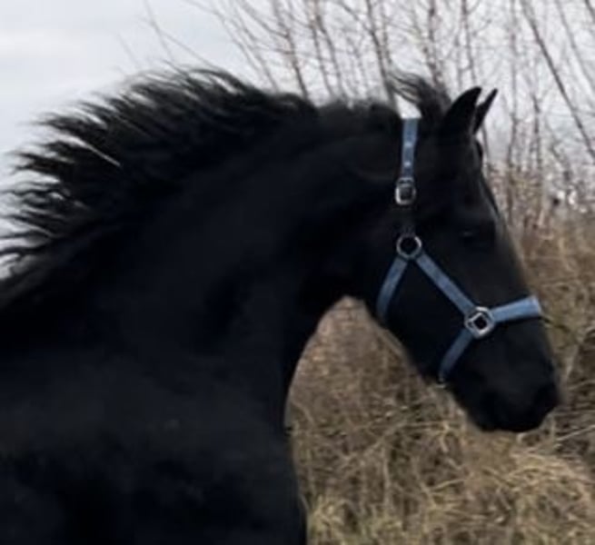熱い販売 Friesian horses Thumby in Black hh 16 years 3 Gelding その他