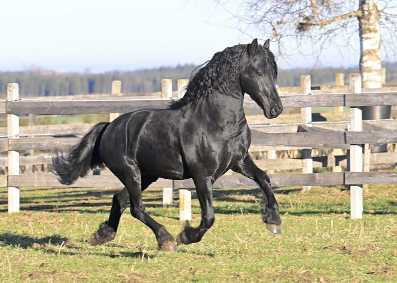 Friesian horses Stallion 4 years 15,3 hh Black in Bad Wurzach
