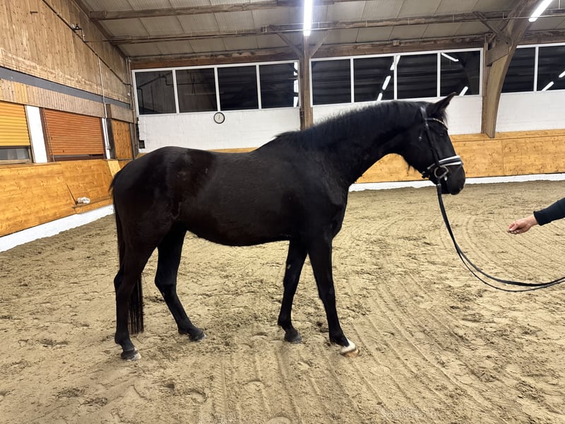 German Riding Pony Gelding 4 years 15.1 hh Black in Hemmoor